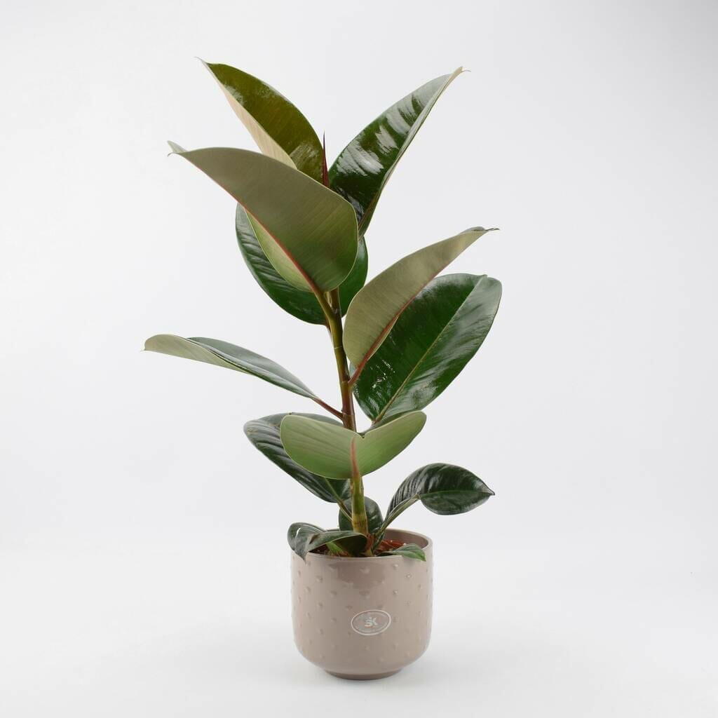 10 Best Pot For Rubber Plant In 2023 The Wrench Finder