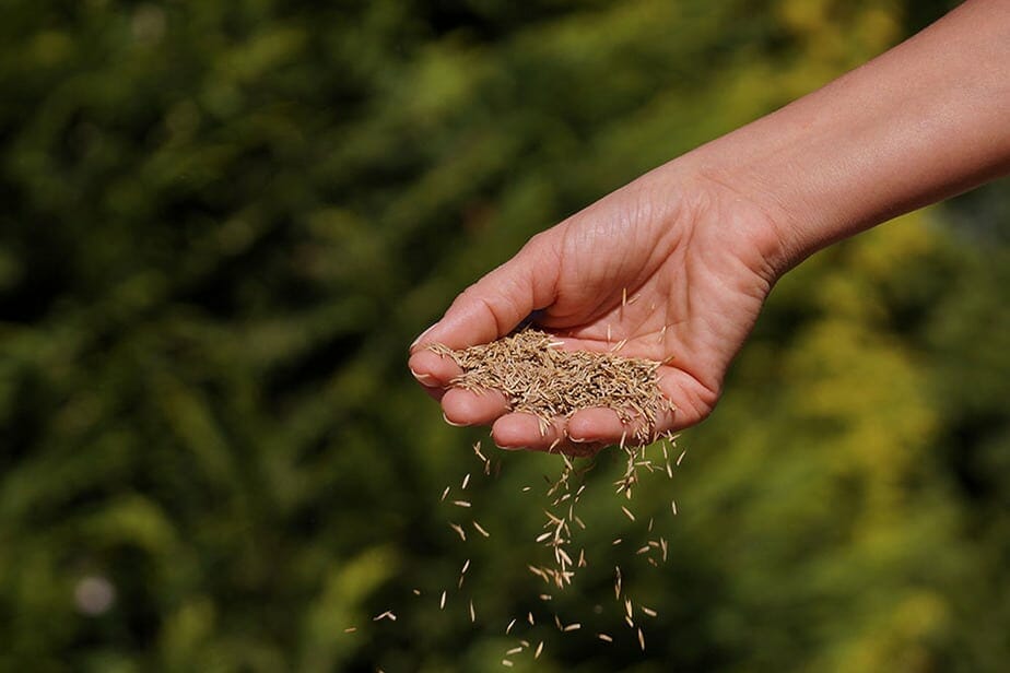 centipede grass seed for overseeding 2