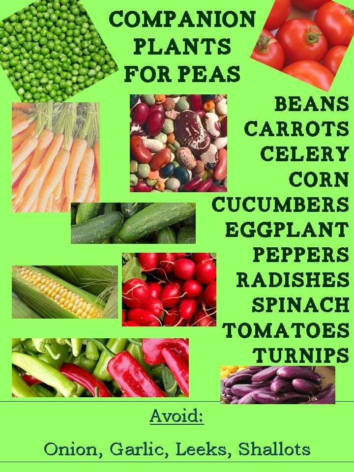 companion plants for peas 1