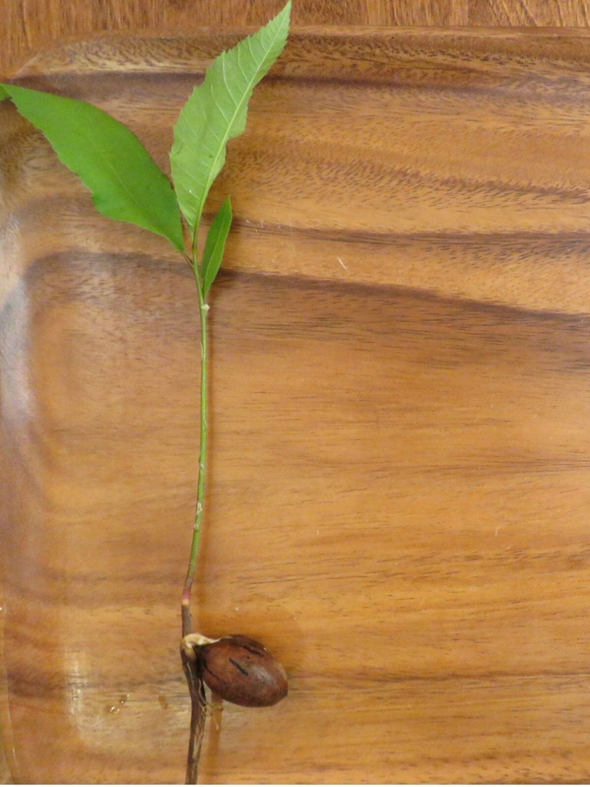 pecan trees to plant 1