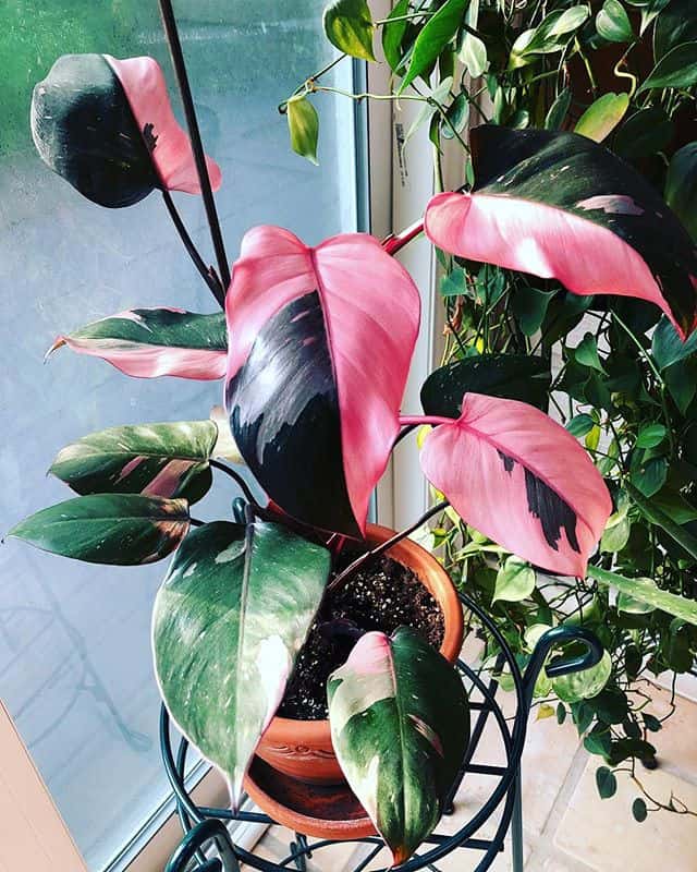 fertilizer for pink princess philodendron 2