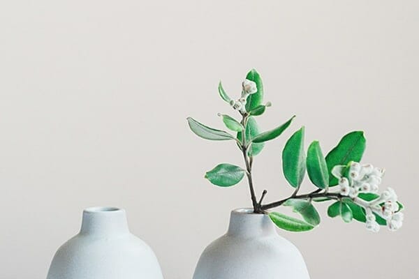 plant nursery denver 2