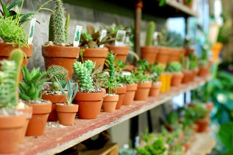 plant stores brooklyn 1