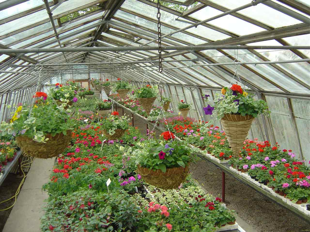 plant for nursery 2