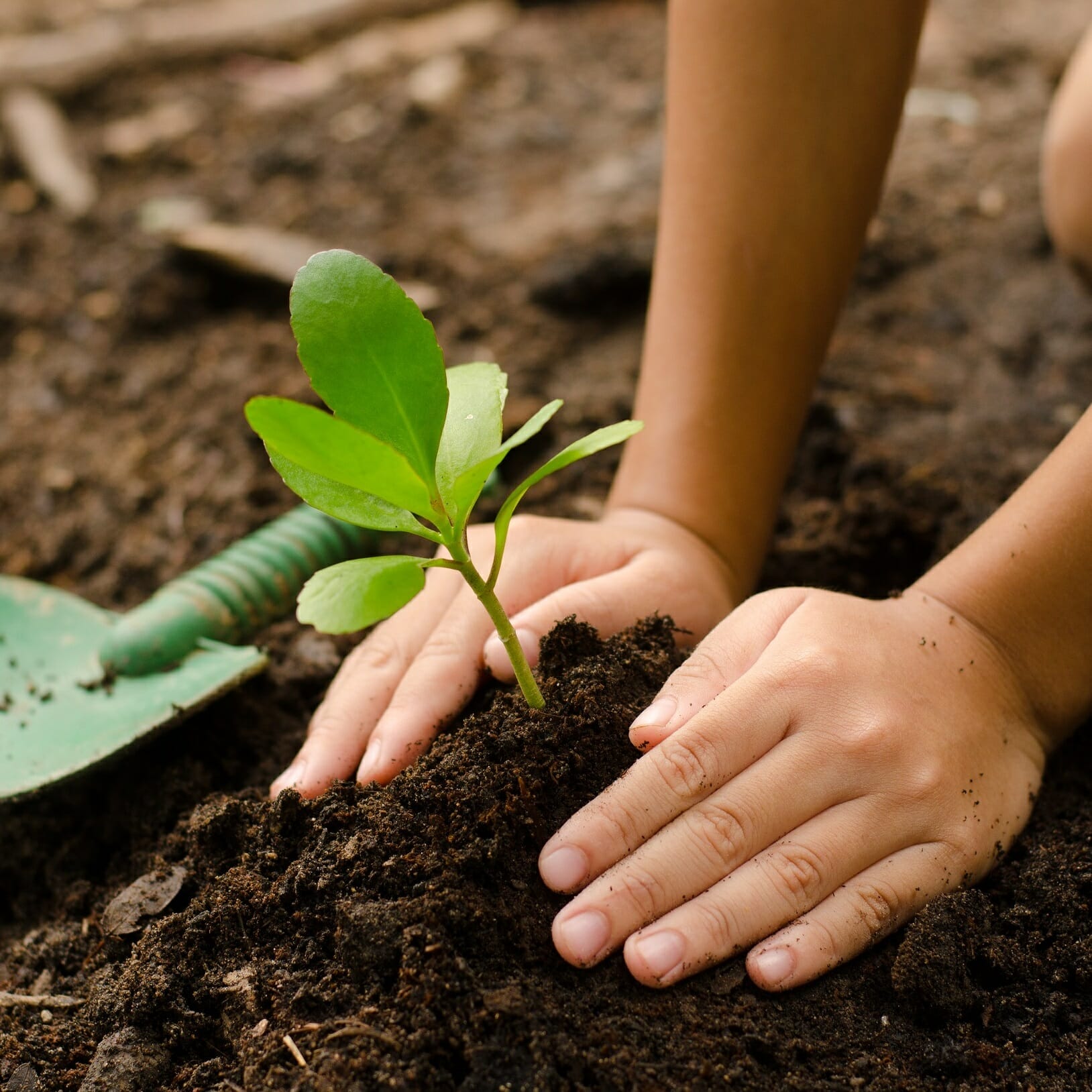 soil to plant a tree 2