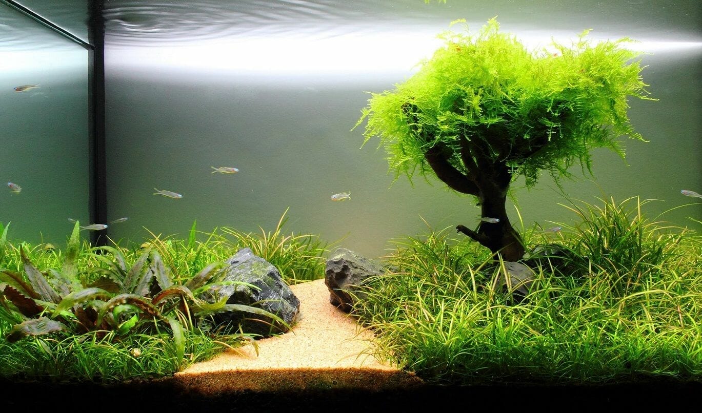 aquarium plants for oxygenation 2
