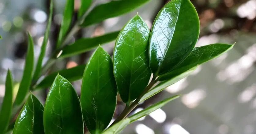 plants for basement 2