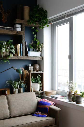 plants for north facing windows 1