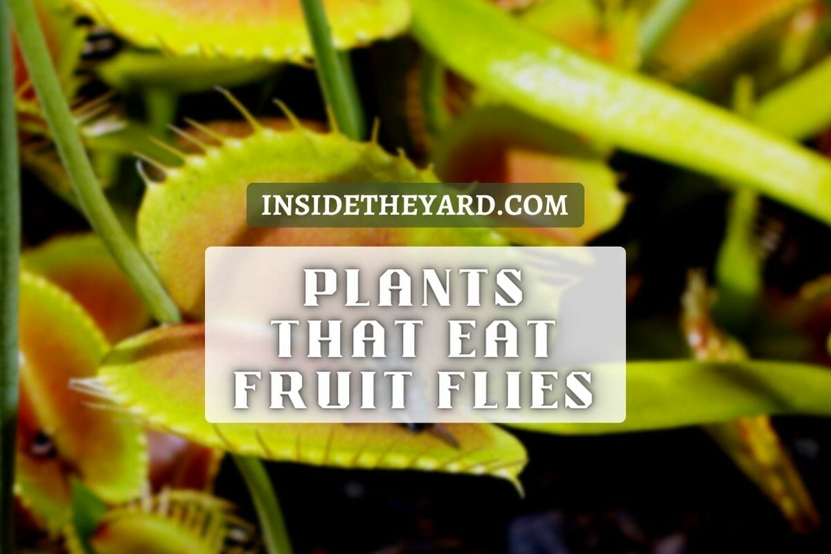 carnivorous plants for fruit flies 1