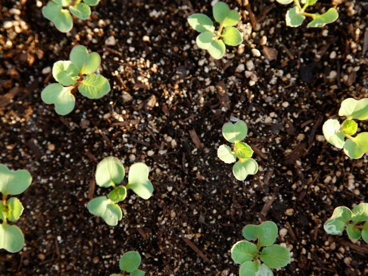 fertilizer for radishes 1