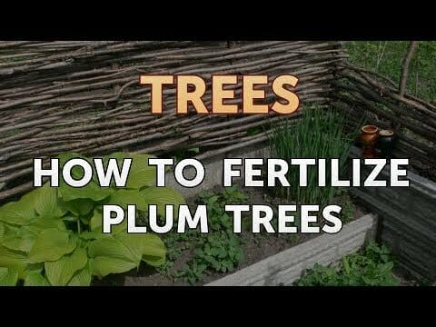 fertilizer for plum trees 1
