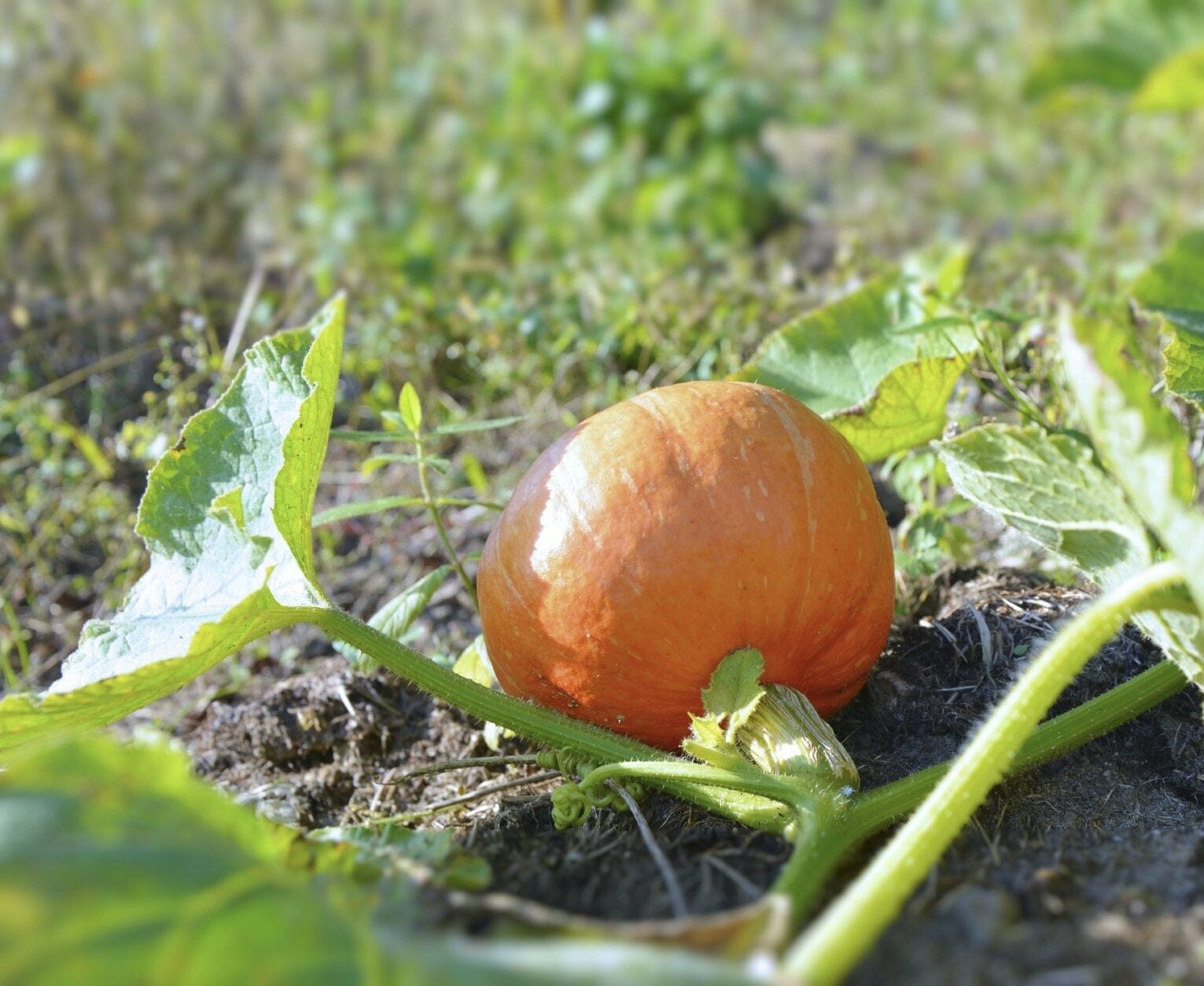 fertilizer for pumpkin 2