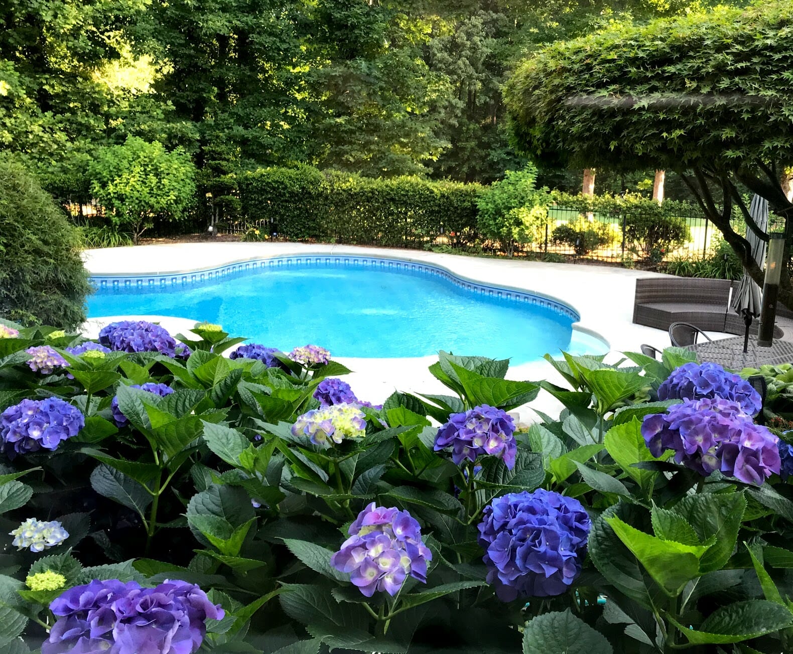plants to plant around a pool 2