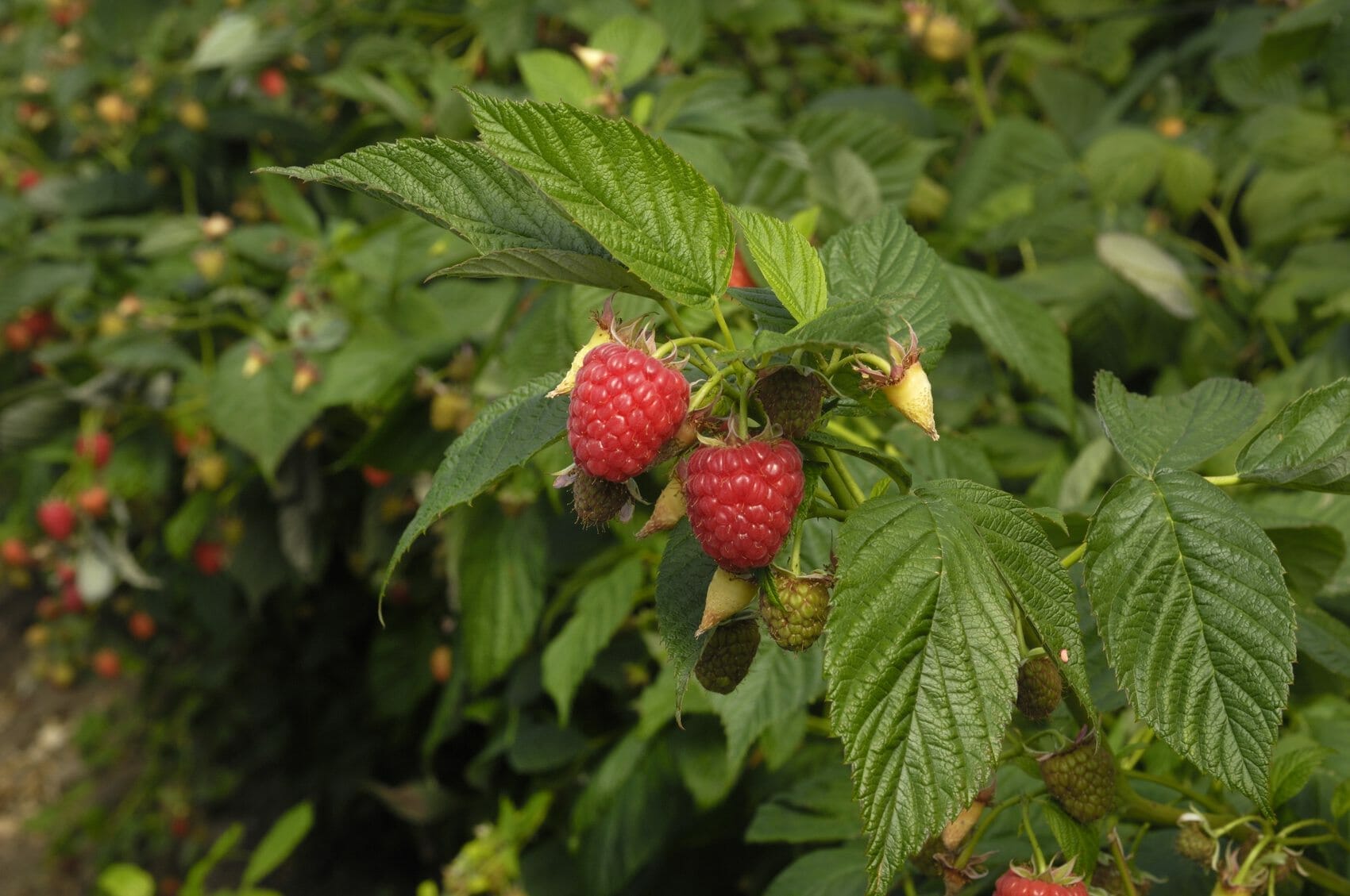 fertilizer for raspberries 2
