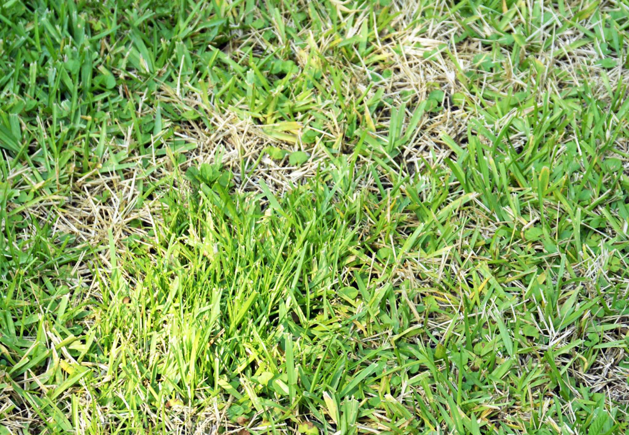 chinch bug killer st augustine grass 2