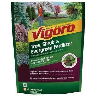 fertilizer for evergreen shrubs 1
