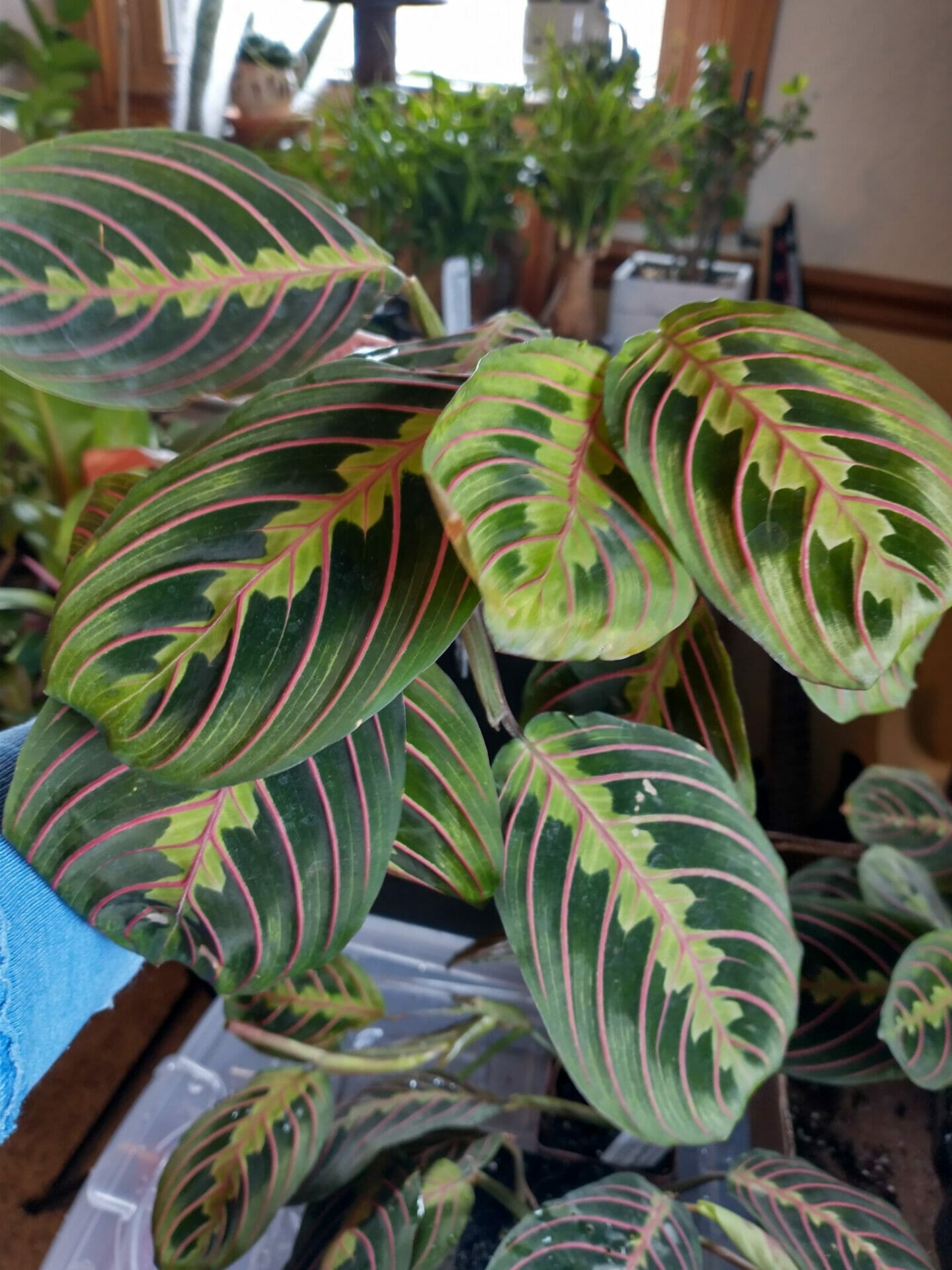 pot for prayer plant 1