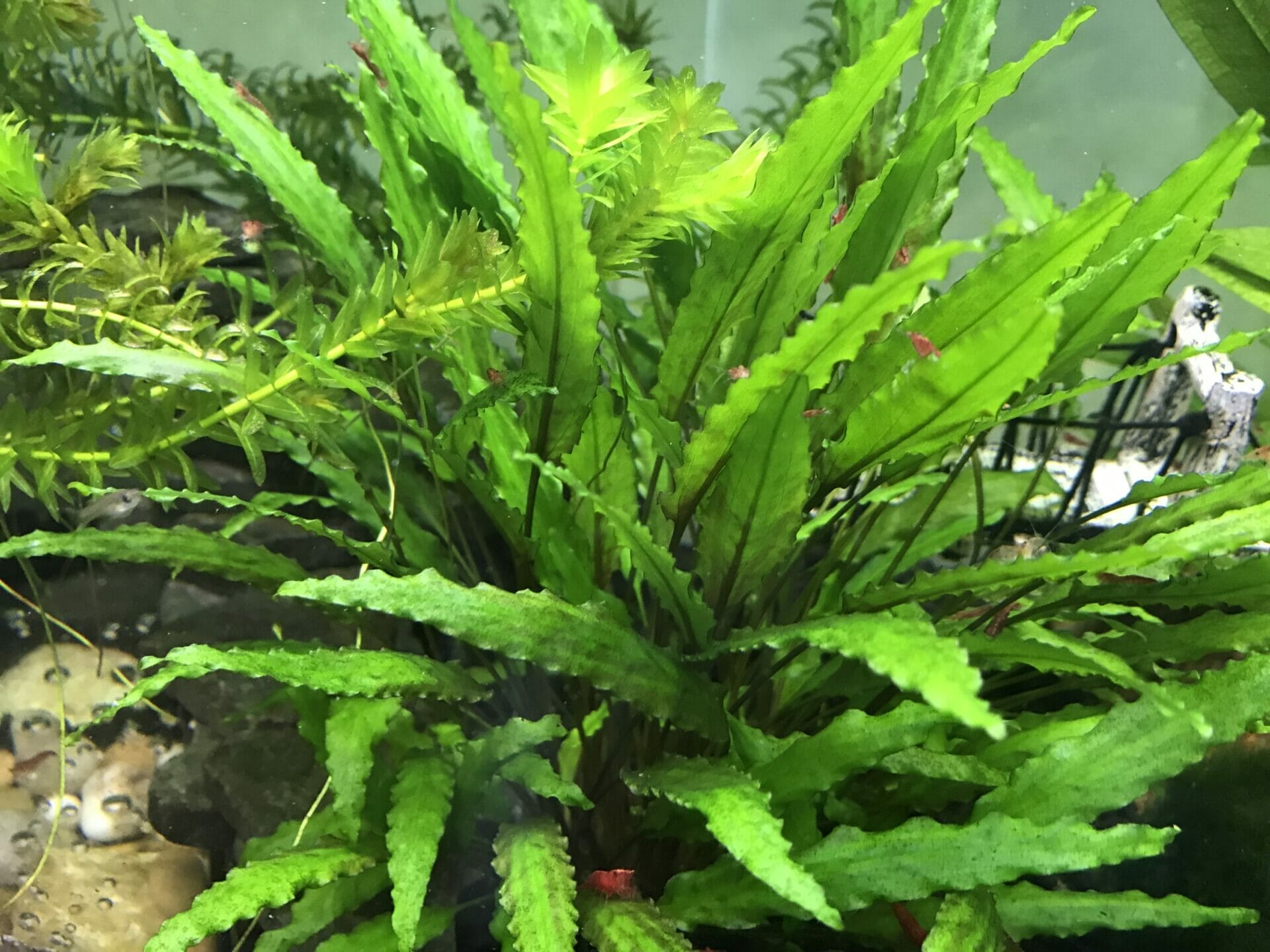 10 Best Root Tabs For Aquarium Plants In 2023 The Wrench Finder