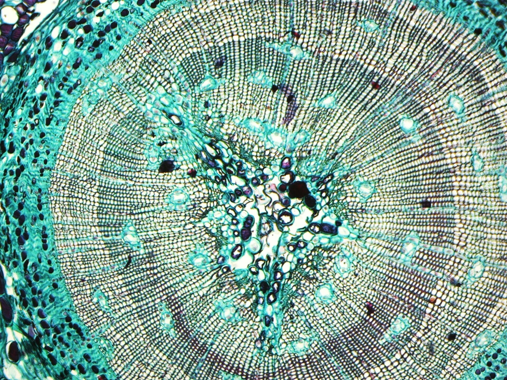 microscope for plants 1