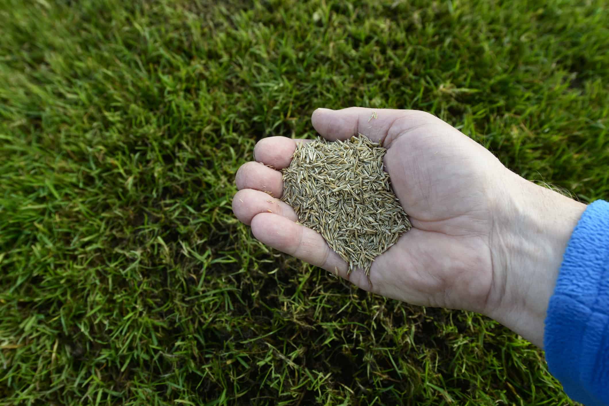 compost for lawn seeding 1