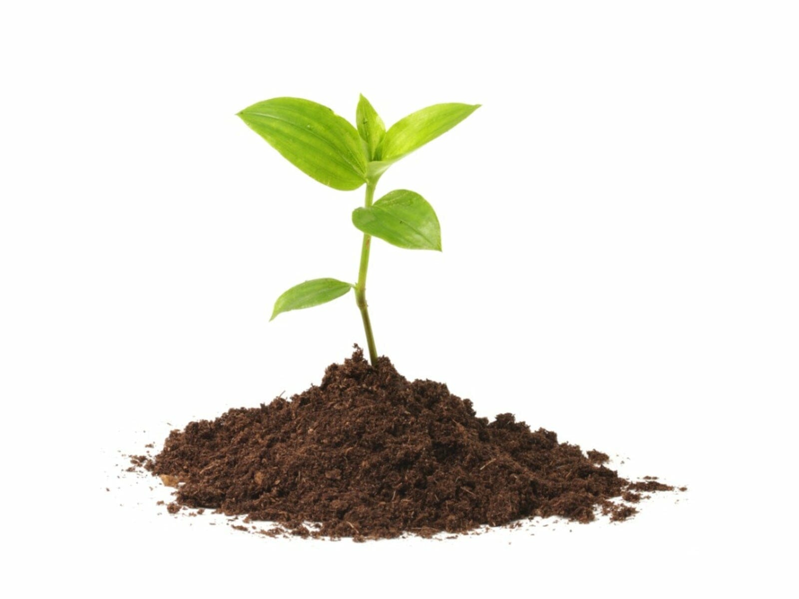 soil to plant a tree 1
