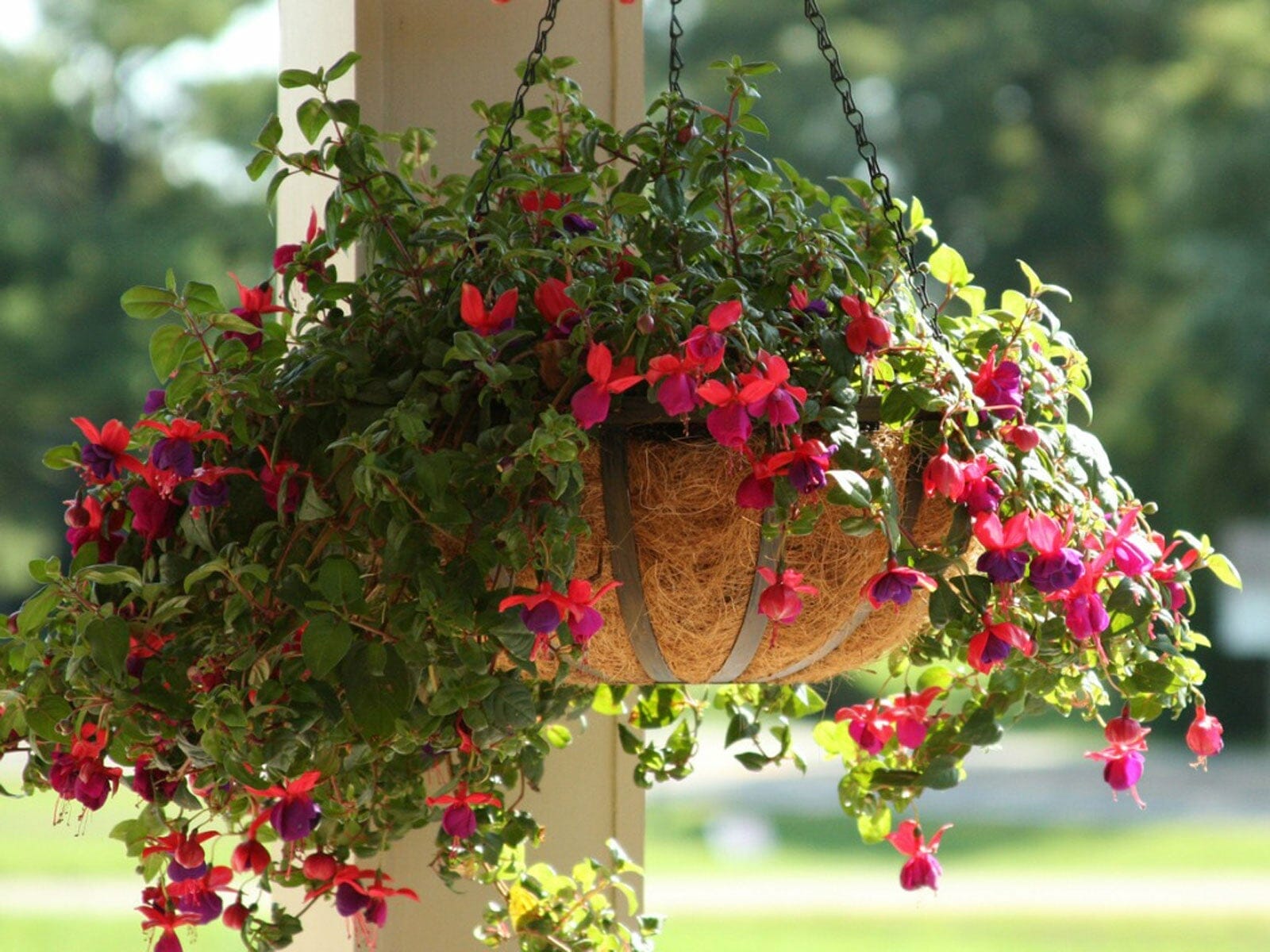 plants for shade hanging baskets 1