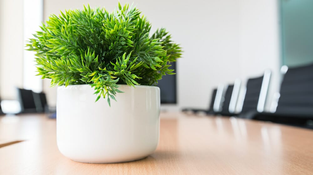 10 Best Plants For Office Desk With No Windows In 2023 The Wrench Finder