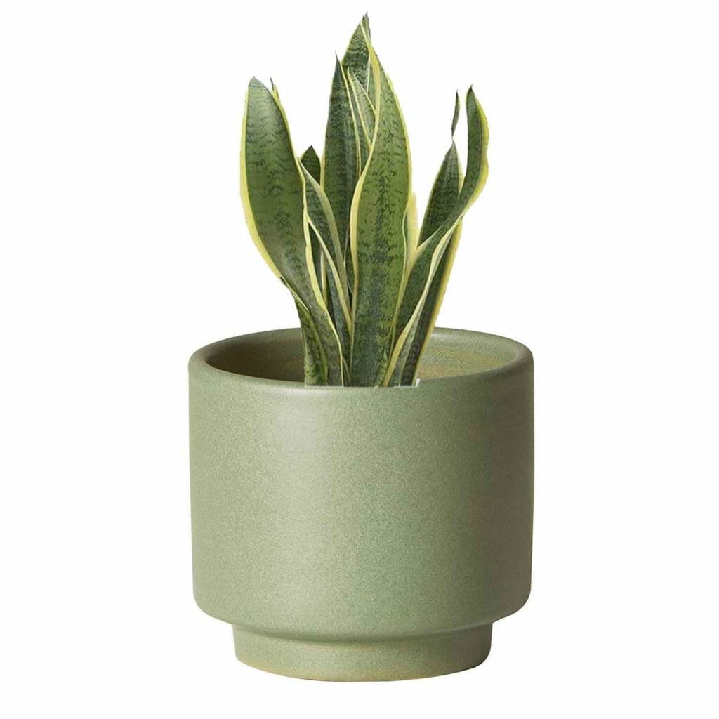 pots for snake plants 1