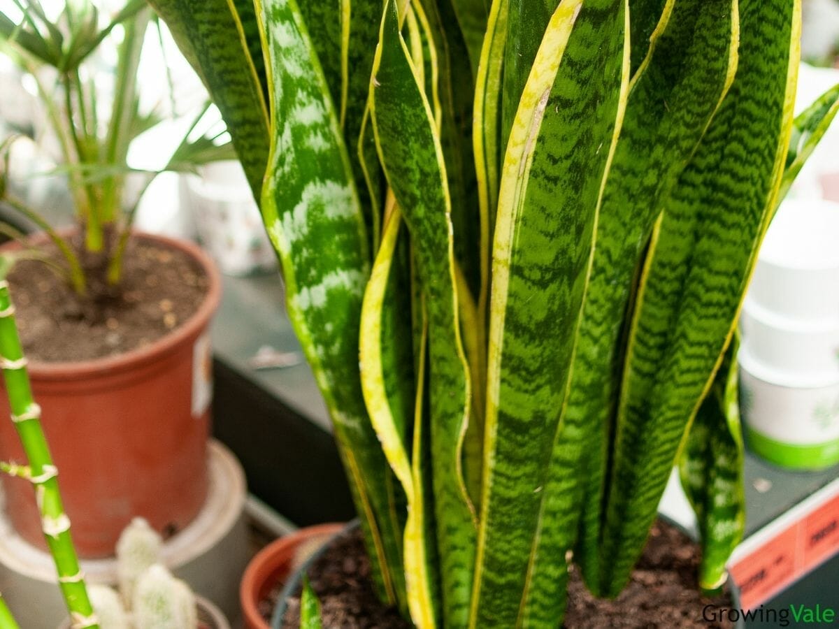fertilizer for snake plant 2