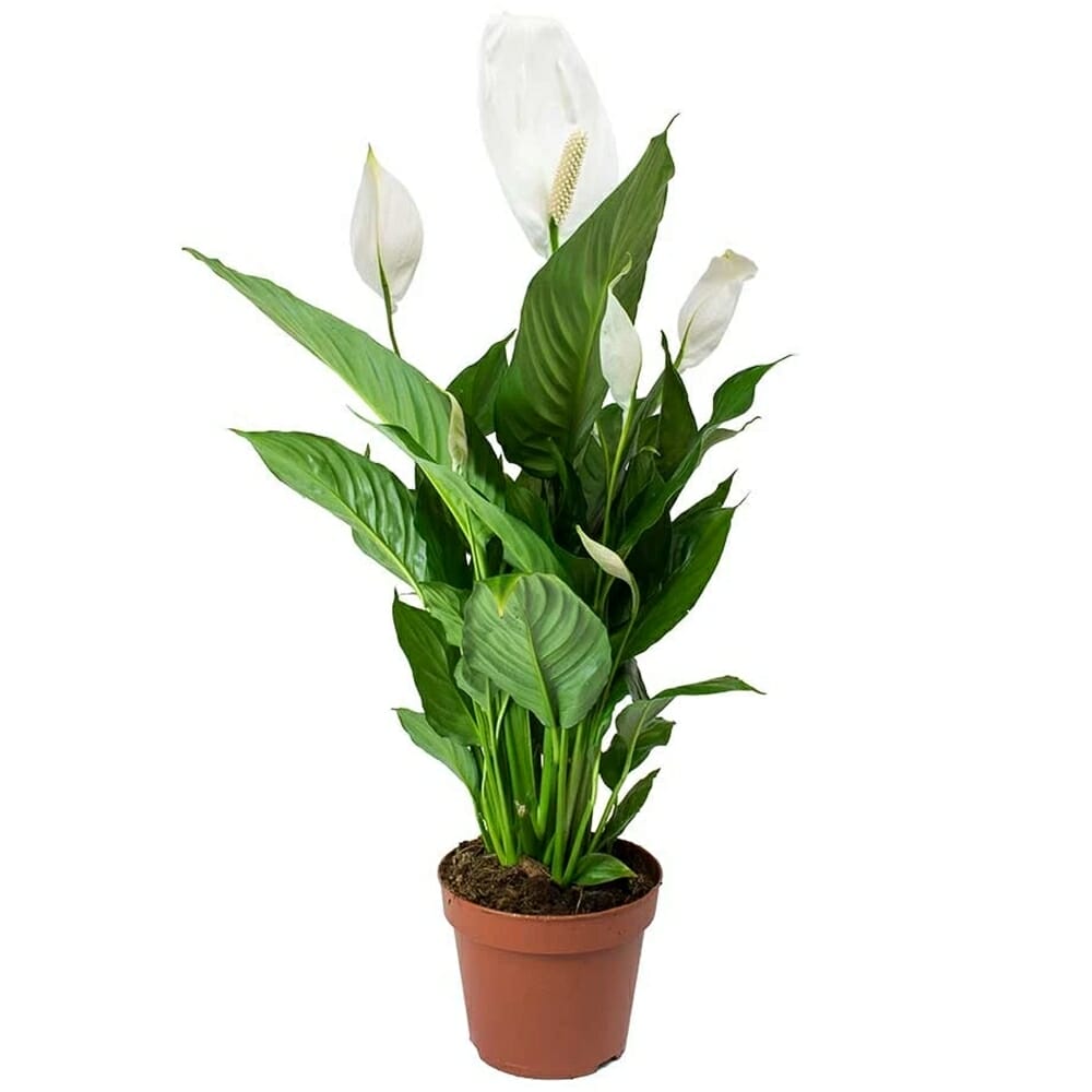 pot for peace lily plant 1