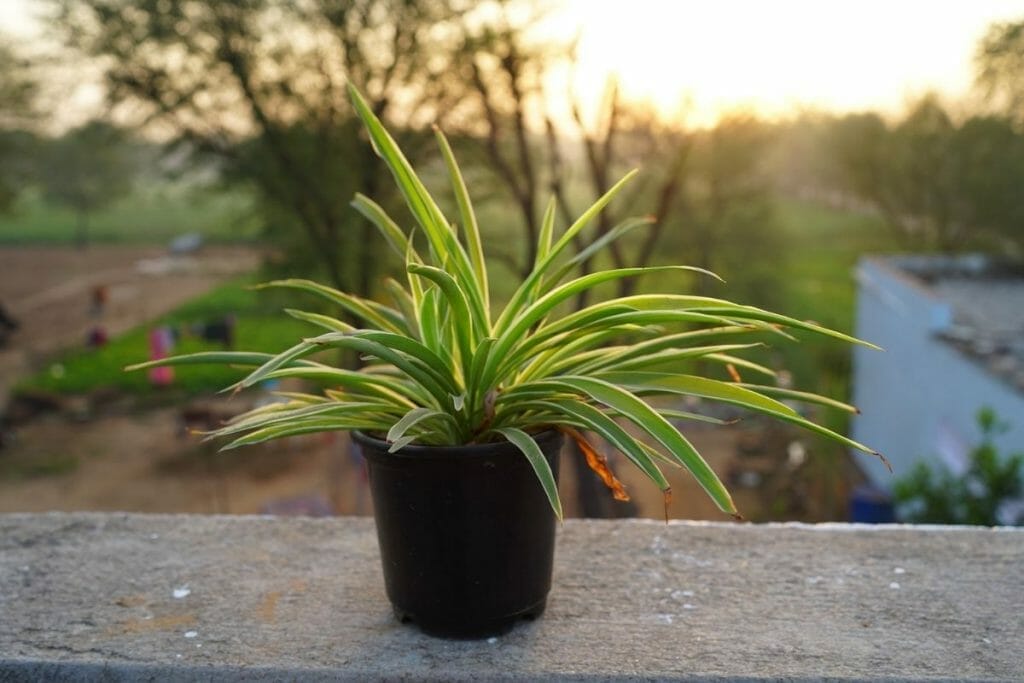fertilizer for spider plants 2