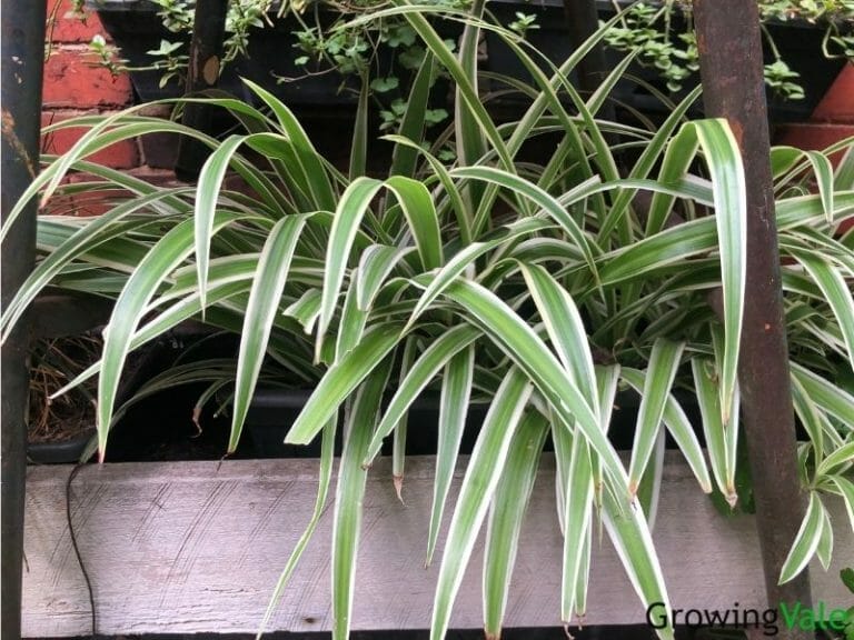 fertilizer for spider plants 1