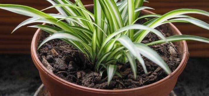 soil for spider plants 1
