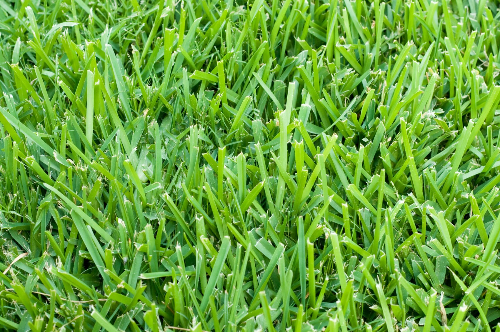 lawn fertilizer for michigan 1