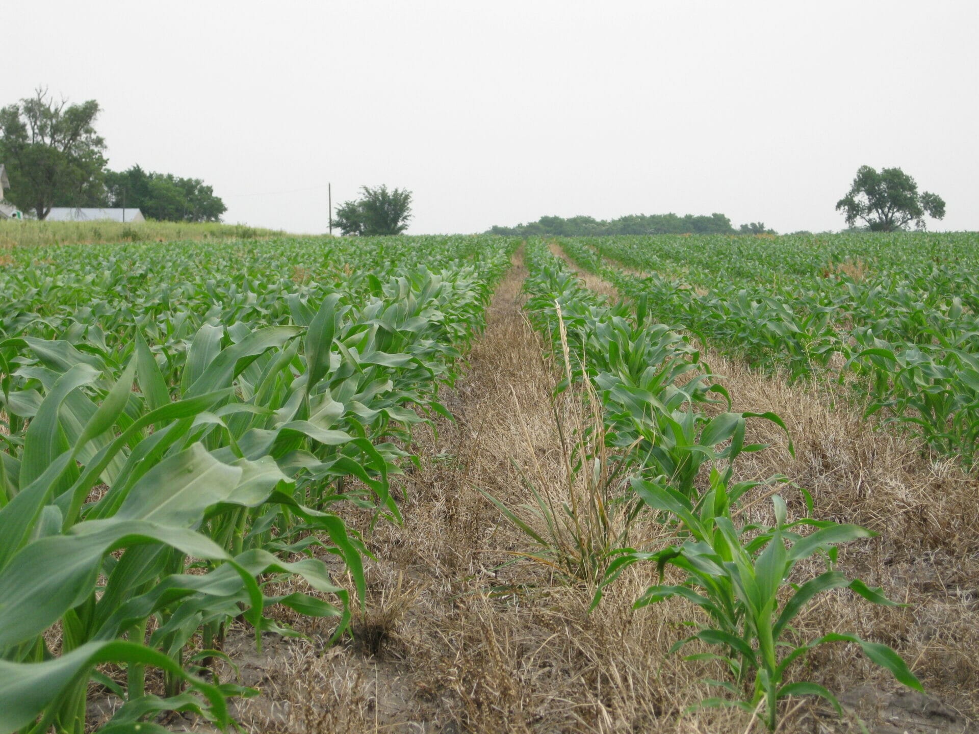 10 Best Starter Fertilizer For Corn In 2023 The Wrench Finder