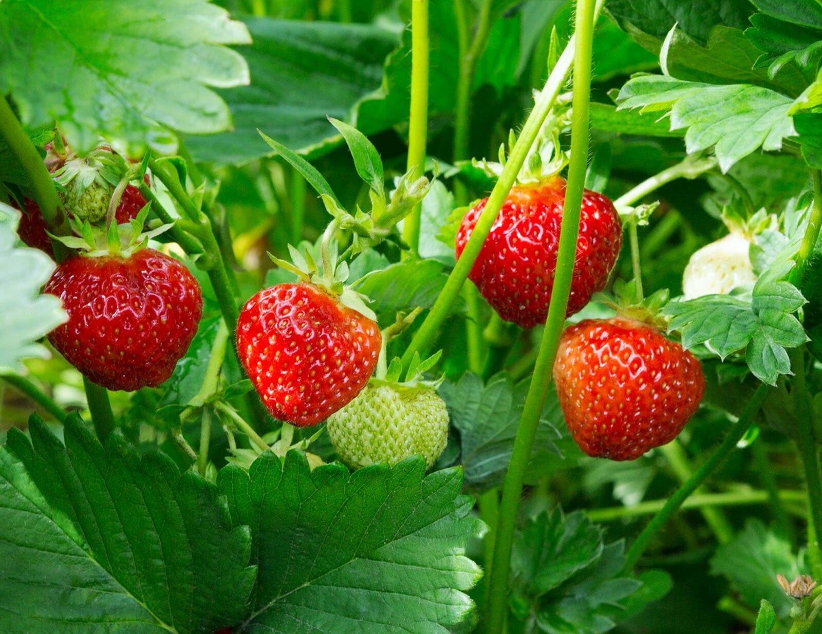 10 Best Strawberry Plants For Michigan In 2023 The Wrench Finder