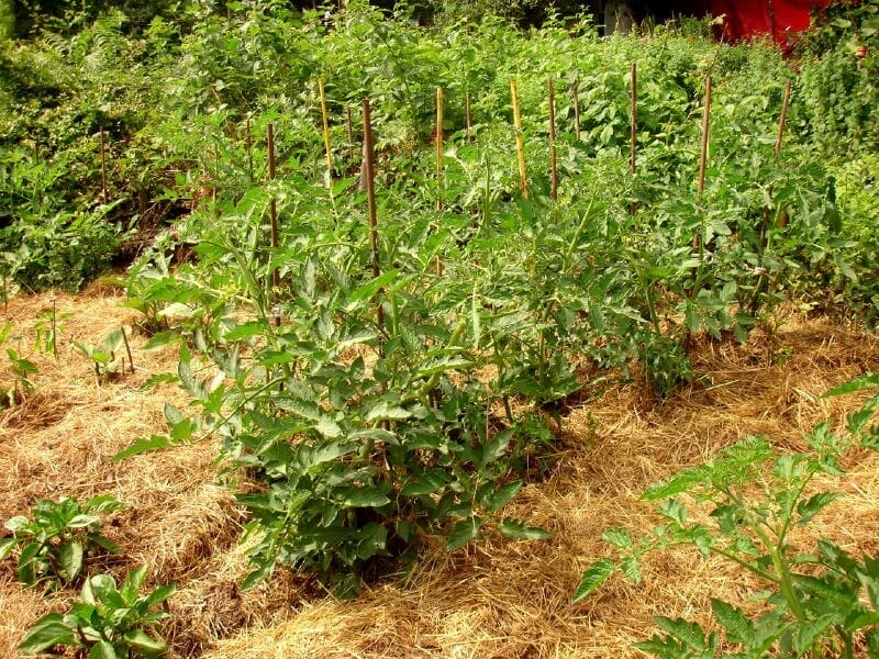 tomato plant mulch 1
