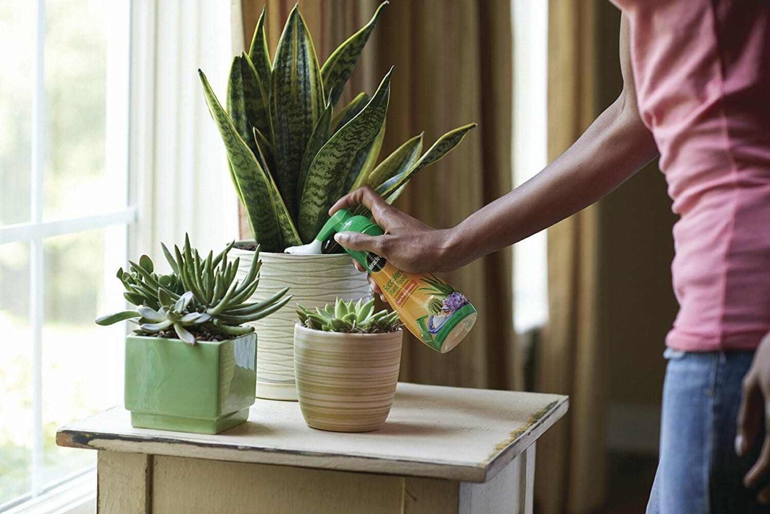 succulent plant food 1