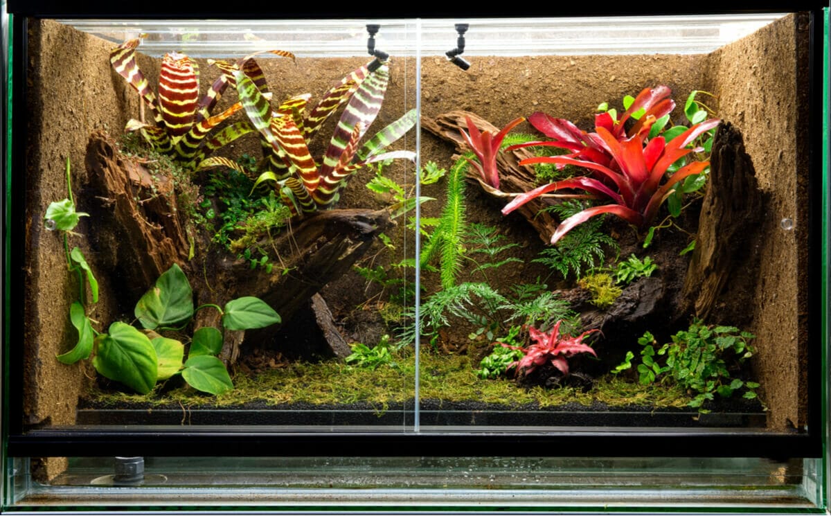 live plants for snake terrarium 2