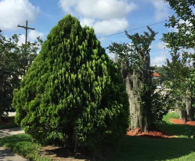 fertilizer for arborvitae 1