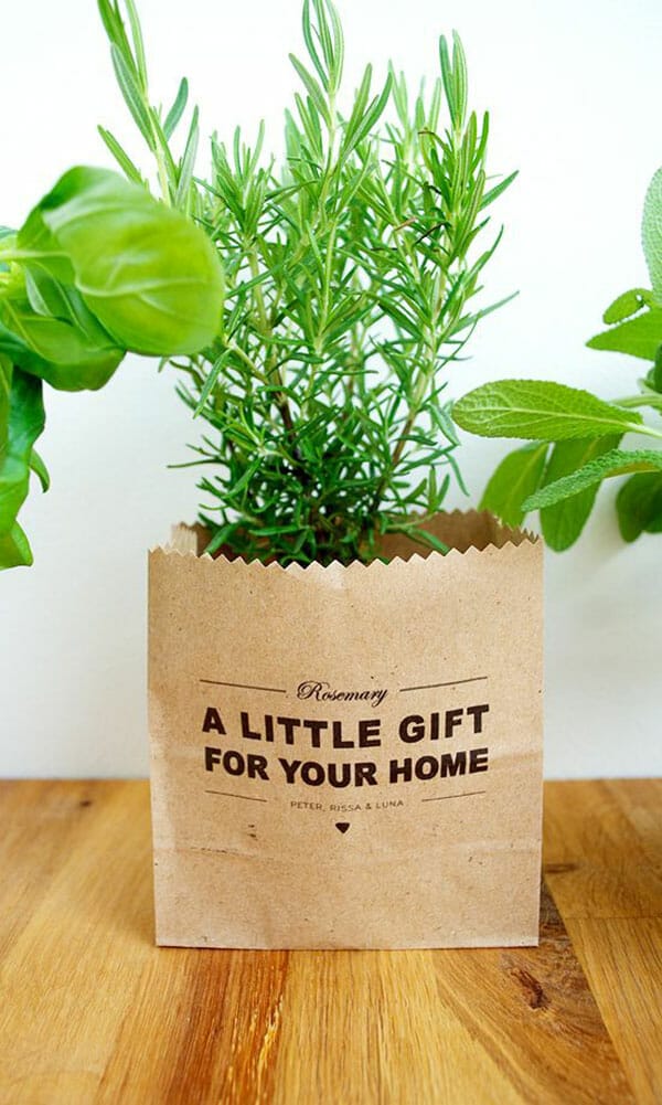 plant for housewarming gift 1