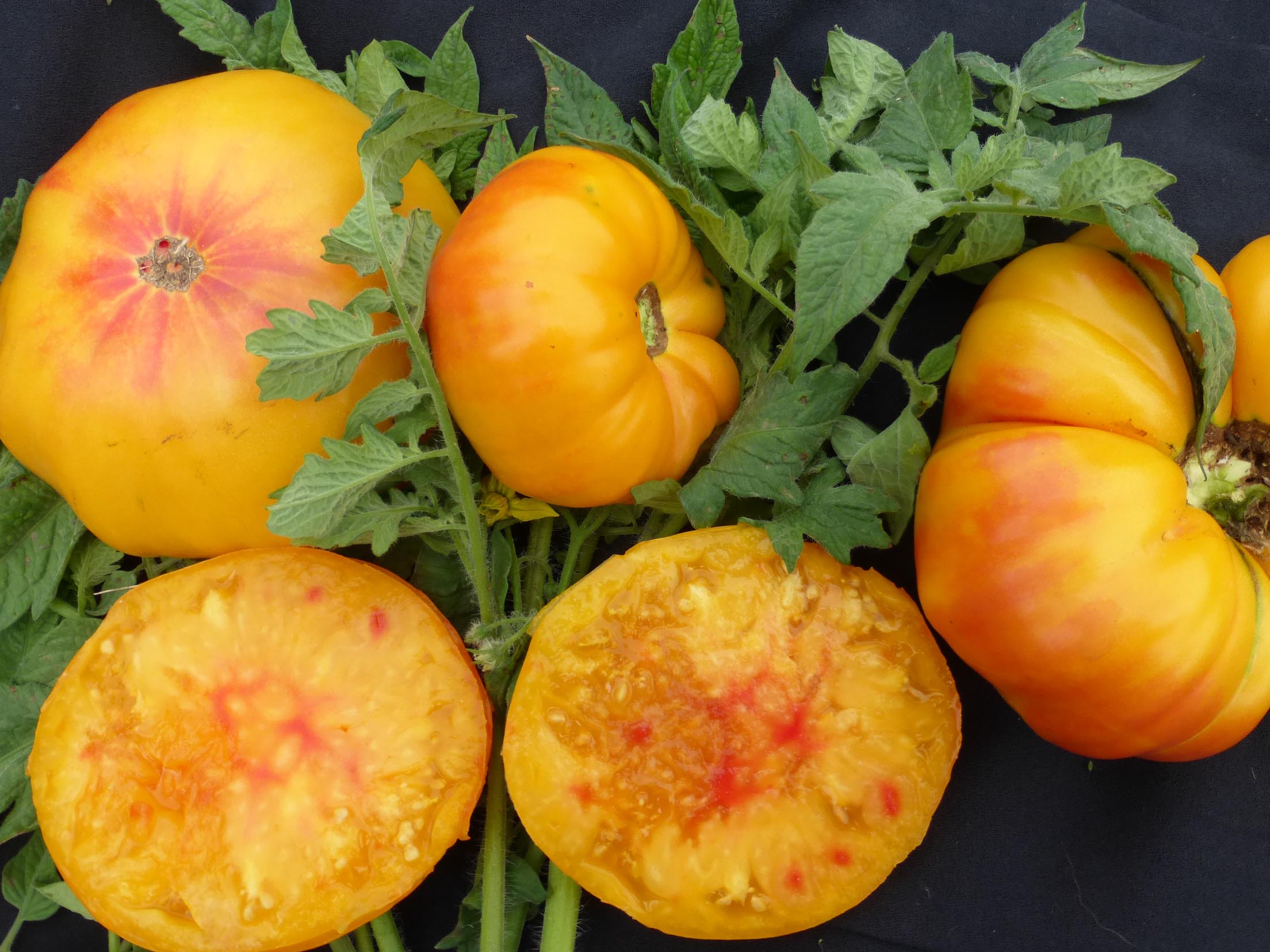 10 Best Tomato Plants For In 2023 The Wrench Finder