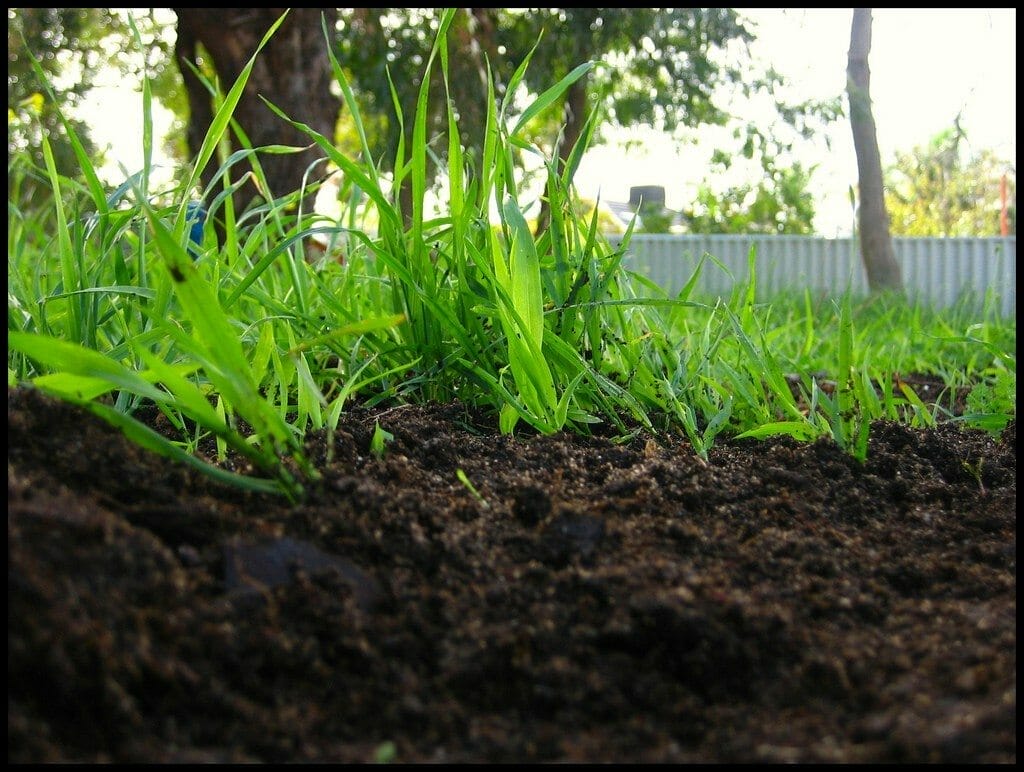 compost for top dressing 1