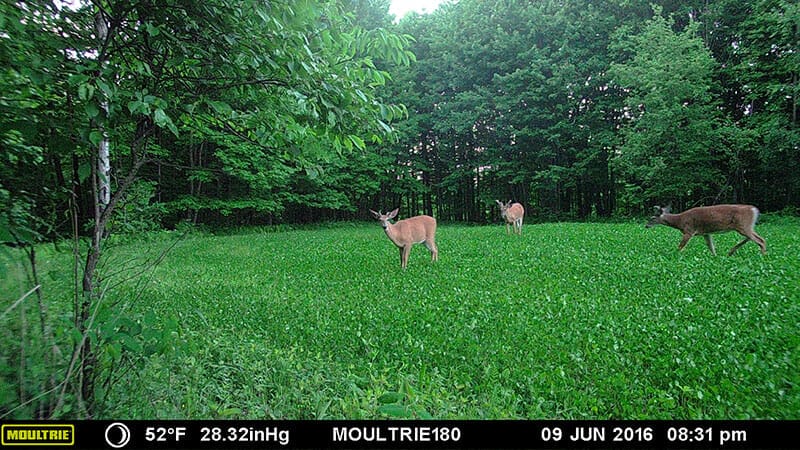 clover to plant for deer 2