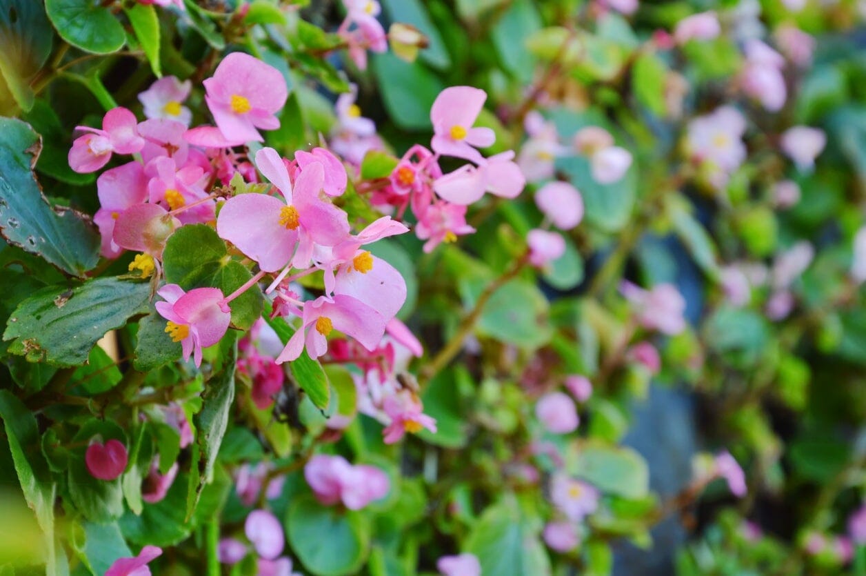 fertilizer for begonias 1