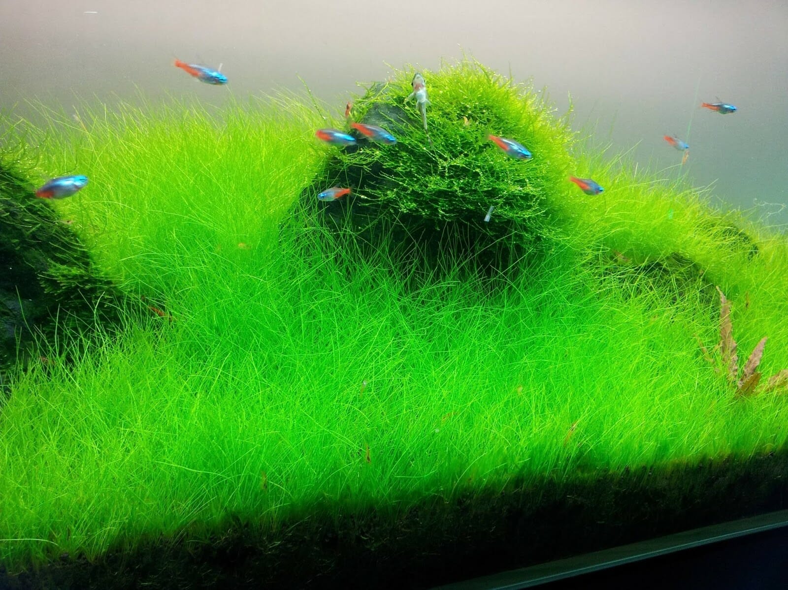 carpeting plants for aquarium 1