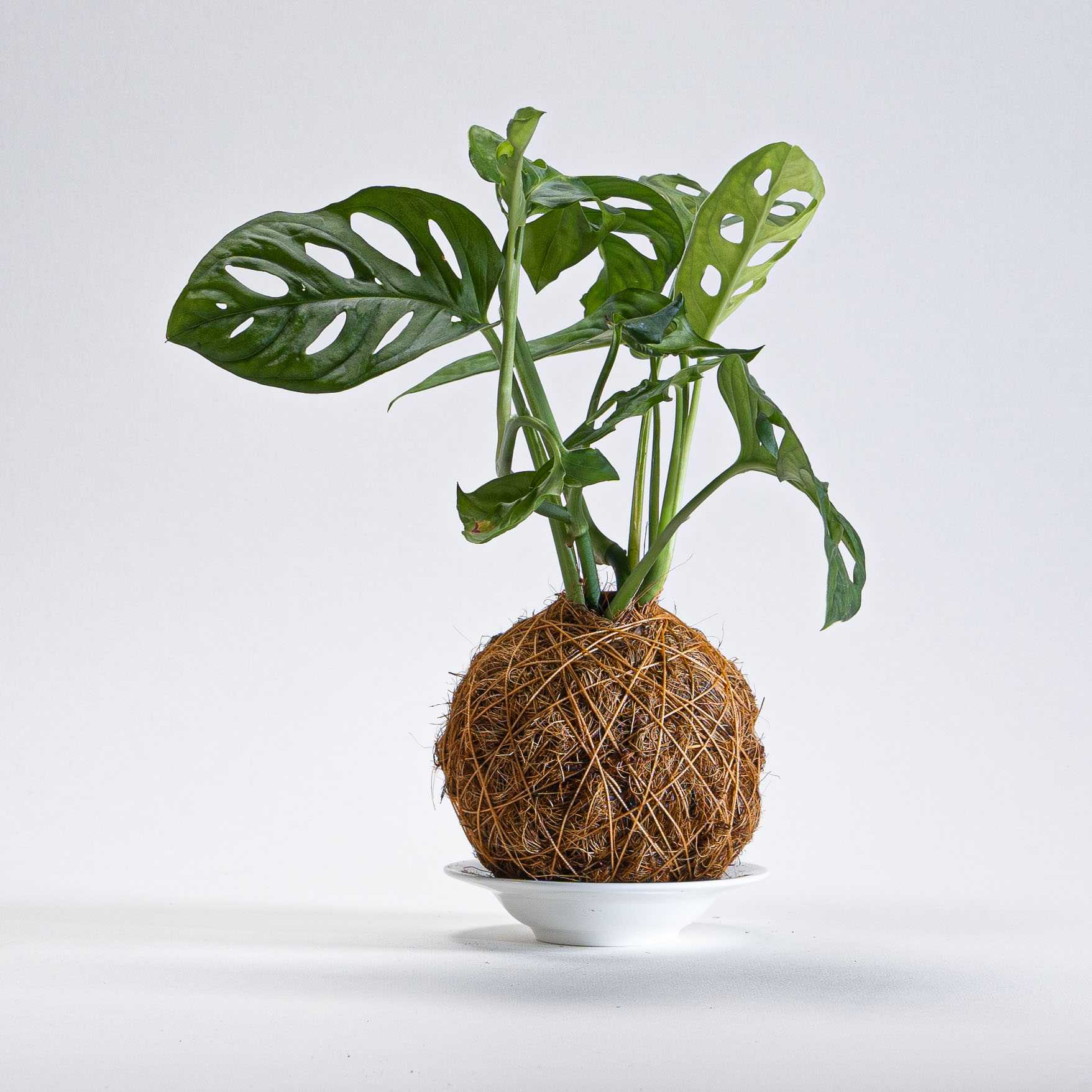 plants for kokedama 1