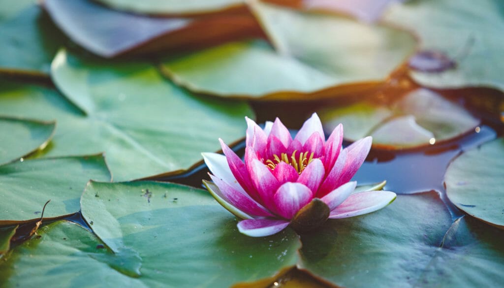 outdoor plants for bay area 1