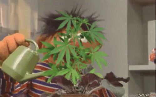 bottled water for weed plants 1