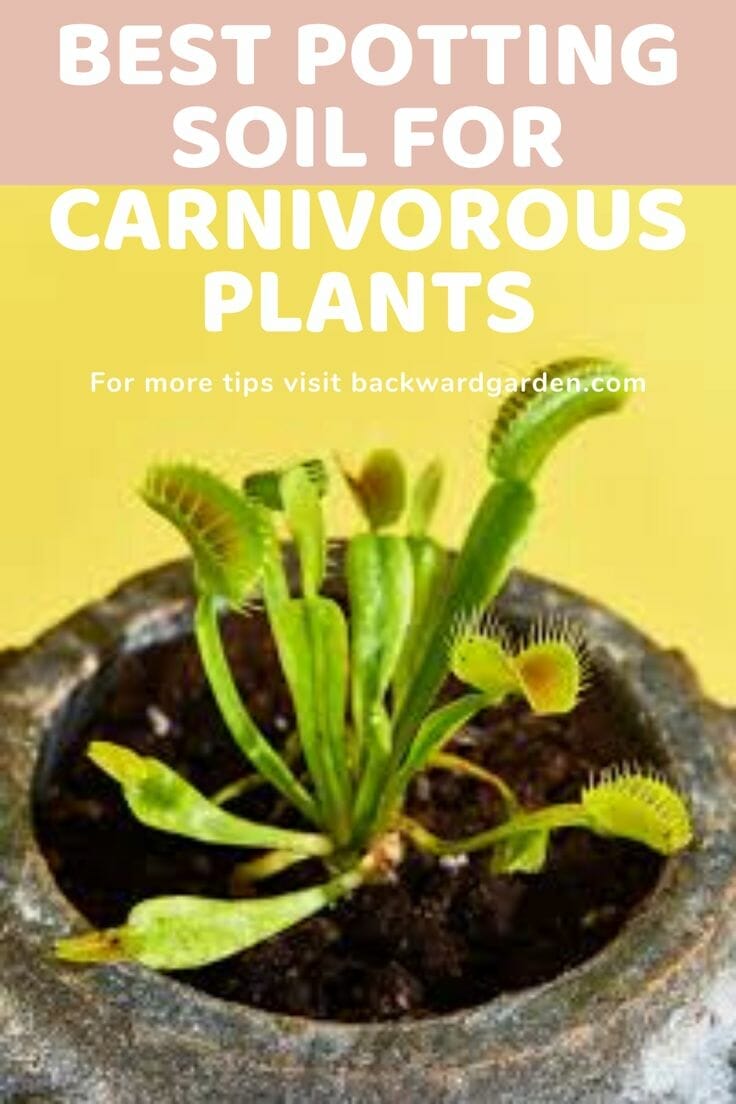 soil for carnivorous plants 2